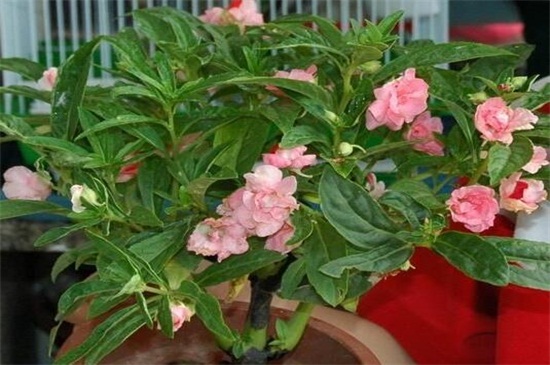 凤仙花如何修剪