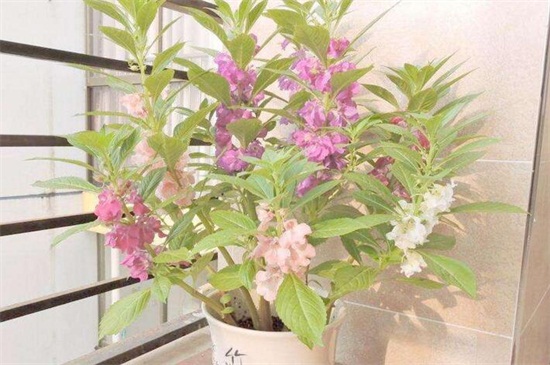 凤仙花如何修剪