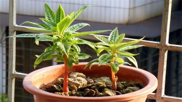 盆栽凤仙花如何养