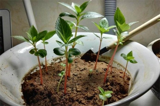 盆栽凤仙花如何养