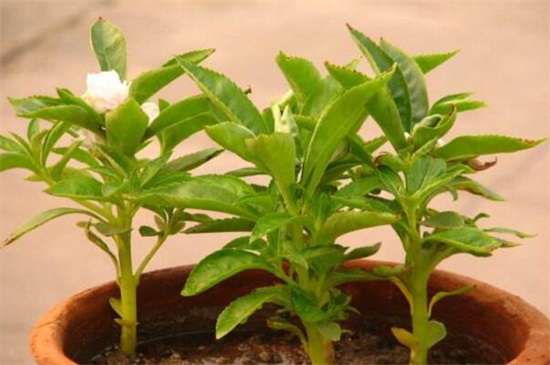 盆栽凤仙花如何养