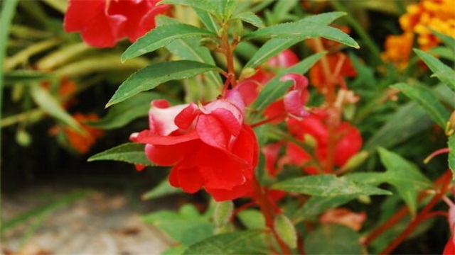 凤仙花染指甲如何去掉