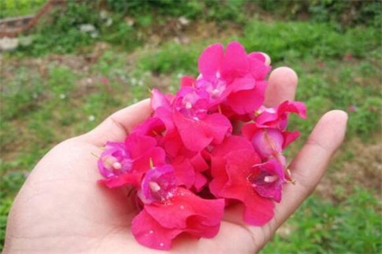 凤仙花染指甲如何去掉