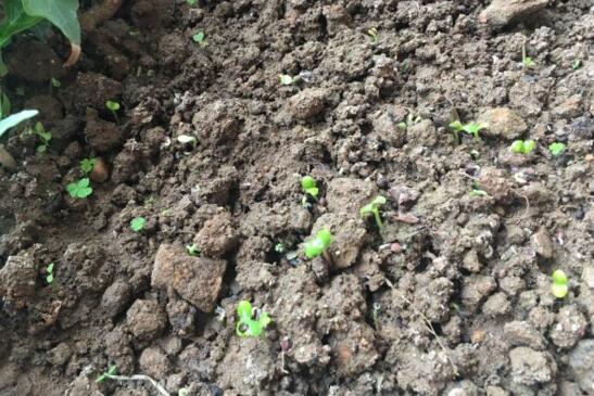 凤仙花种子种植过程,采种/备土/播种/管理缺一不可