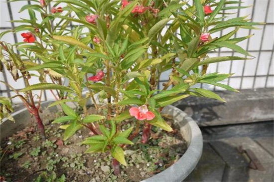 凤仙花种子种植过程,采种/备土/播种/管理缺一不可