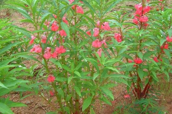 凤仙花种子种植过程,采种/备土/播种/管理缺一不可