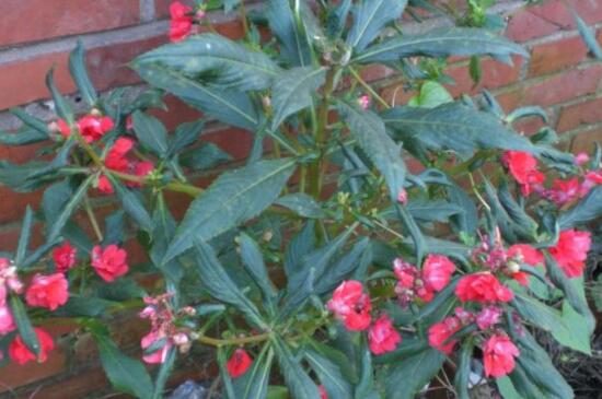 凤仙花种子种植过程,采种/备土/播种/管理缺一不可