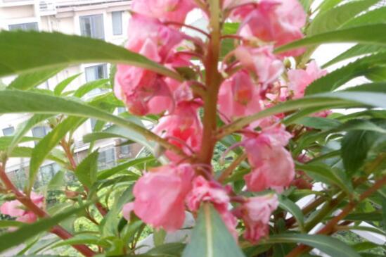 凤仙花种子种植过程,采种/备土/播种/管理缺一不可