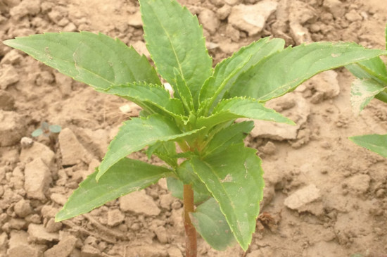 凤仙花播种办法有哪些，盆栽和露地播种/发芽只需5天