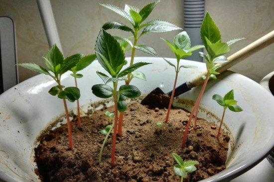凤仙花播种办法有哪些，盆栽和露地播种/发芽只需5天