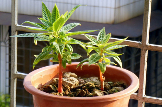 凤仙花播种办法有哪些，盆栽和露地播种/发芽只需5天