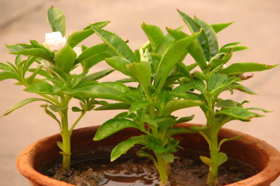 凤仙花播种办法有哪些，盆栽和露地播种/发芽只需5天