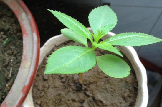 凤仙花播种办法有哪些，盆栽和露地播种/发芽只需5天