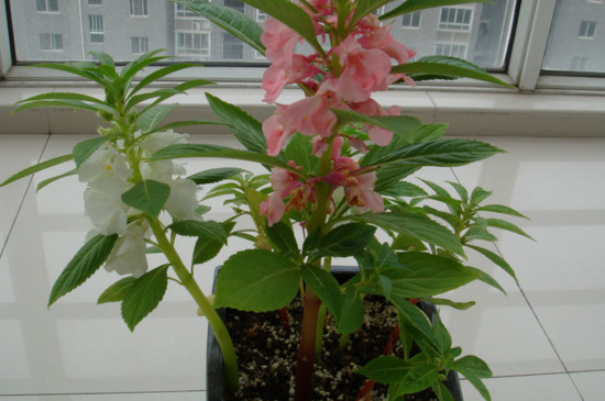 凤仙花播种办法有哪些，盆栽和露地播种/发芽只需5天