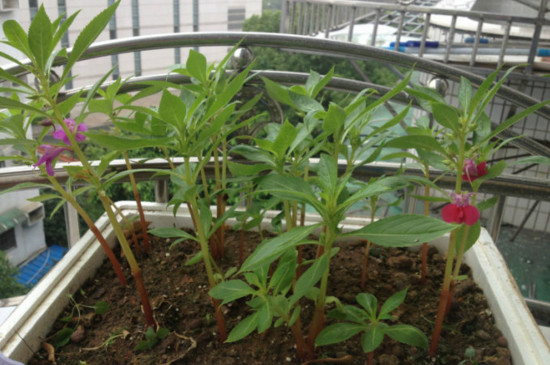 凤仙花播种办法有哪些，盆栽和露地播种/发芽只需5天