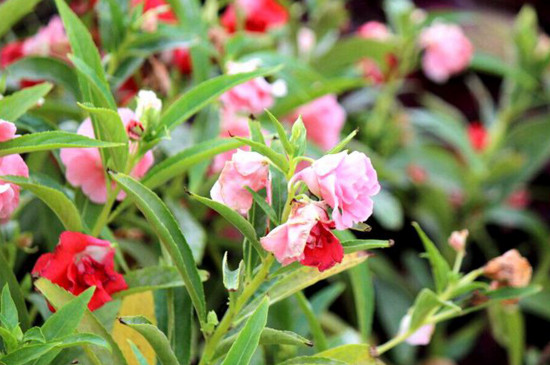 凤仙花播种办法有哪些，盆栽和露地播种/发芽只需5天