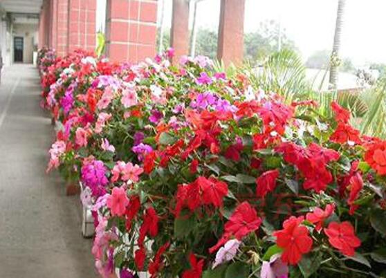 四月份能播种凤仙花吗，凤仙花几月份播种最好(四月最好)