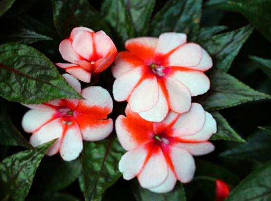 四月份能播种凤仙花吗，凤仙花几月份播种最好(四月最好)