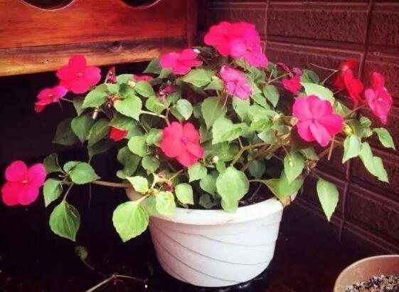 四月份能播种凤仙花吗，凤仙花几月份播种最好(四月最好)