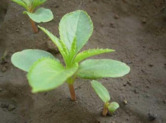 四月份能播种凤仙花吗，凤仙花几月份播种最好(四月最好)