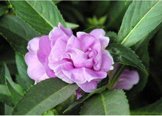 四月份能播种凤仙花吗，凤仙花几月份播种最好(四月最好)