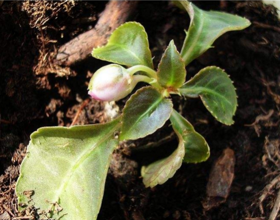 凤仙花叶子卷曲如何办？三种办法让它恢复生机