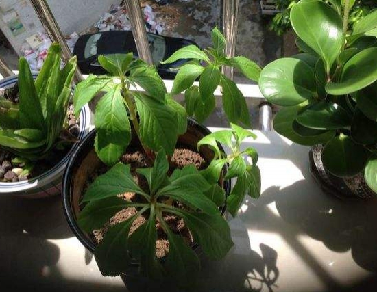 凤仙花叶子卷曲如何办？三种办法让它恢复生机