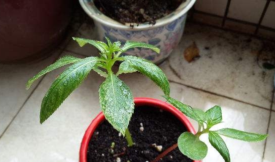 凤仙花叶子卷曲如何办？三种办法让它恢复生机