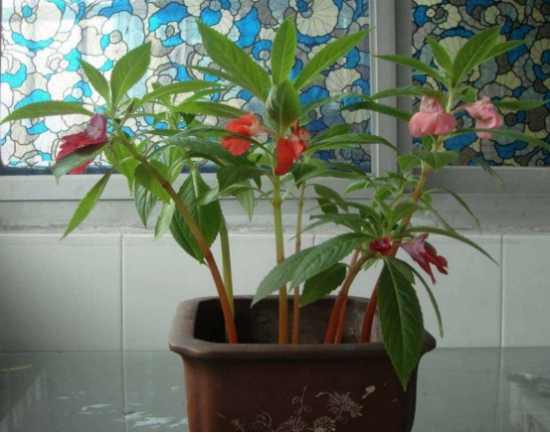 凤仙花叶子卷曲如何办？三种办法让它恢复生机