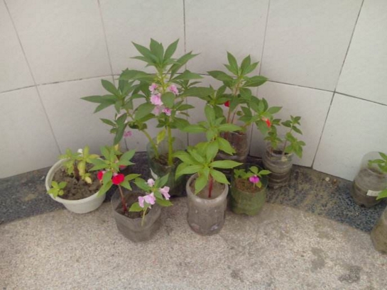 凤仙花叶子卷曲如何办？三种办法让它恢复生机