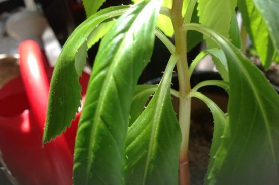 凤仙花叶子发焉的原因及处理办法