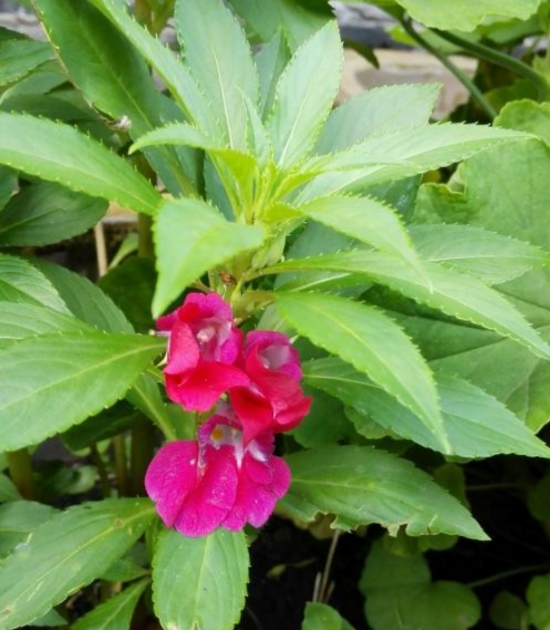 凤仙花叶子发焉的原因及处理办法