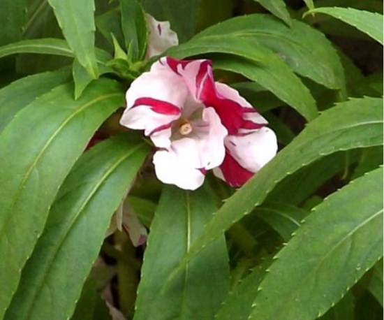 凤仙花叶子发焉的原因及处理办法