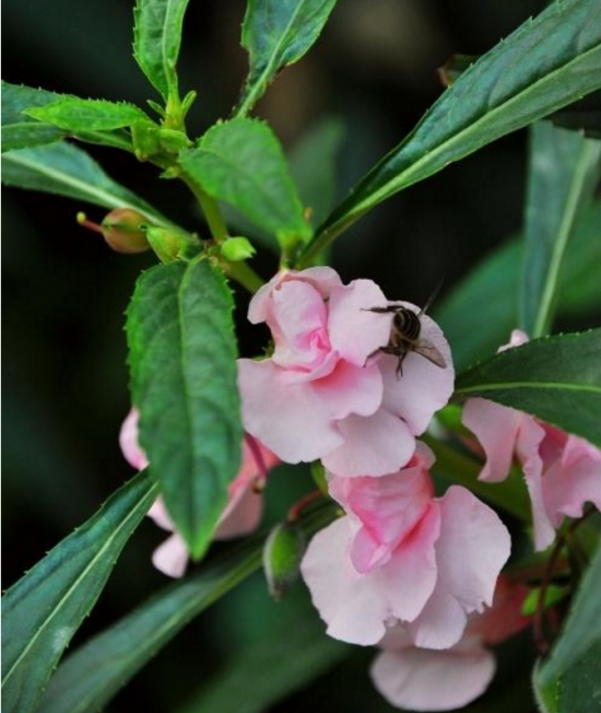凤仙花叶子发焉的原因及处理办法