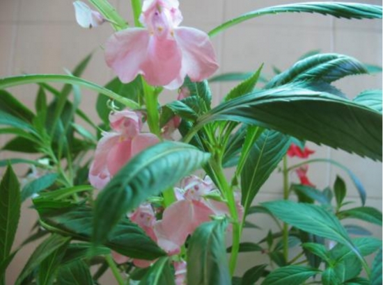 凤仙花叶子发焉的原因及处理办法