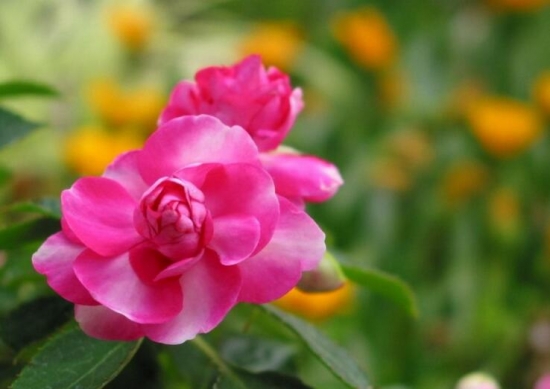 凤仙花的花语和传说：怀念过去，别碰我