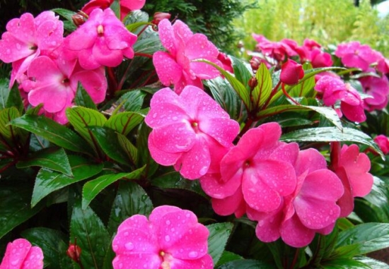 凤仙花的花语和传说：怀念过去，别碰我