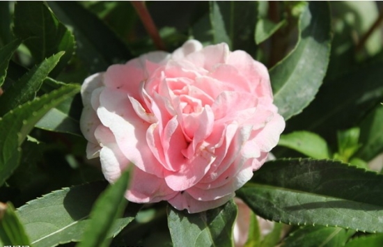 茶花凤仙的养殖办法：适合春季播种的花