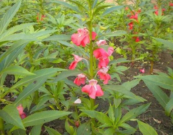 茶花凤仙的养殖办法：适合春季播种的花