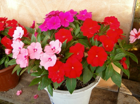 新几内亚凤仙花的养殖办法和留意事项：喜温暖和光照