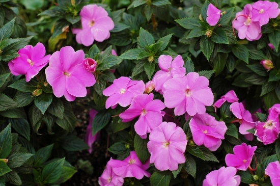 新几内亚凤仙花的养殖办法和留意事项：喜温暖和光照