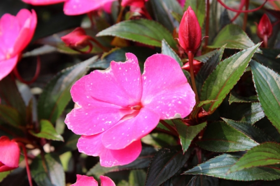 新几内亚凤仙花的养殖办法和留意事项：喜温暖和光照