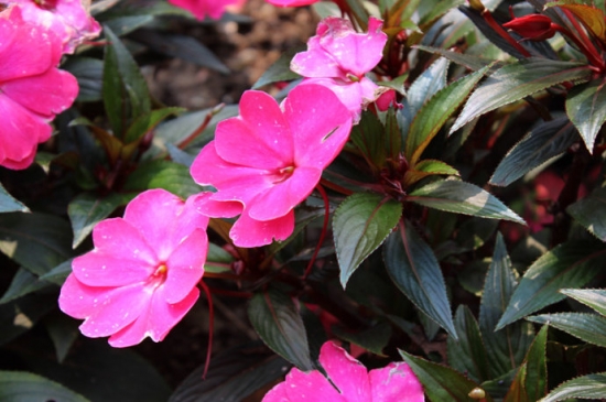 新几内亚凤仙花的养殖办法和留意事项：喜温暖和光照