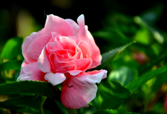 凤仙花的繁殖办法：播种繁殖，喜阳光，怕湿