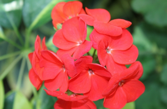 凤仙花的繁殖办法：播种繁殖，喜阳光，怕湿