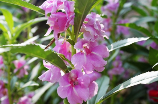 凤仙花的繁殖办法：播种繁殖，喜阳光，怕湿