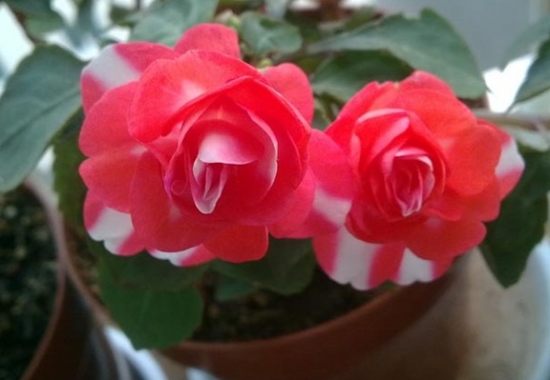 重瓣凤仙花如何栽培：生长期间应见干见湿，保持盆土湿润忌积水