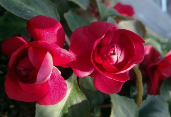 重瓣凤仙花如何栽培：生长期间应见干见湿，保持盆土湿润忌积水