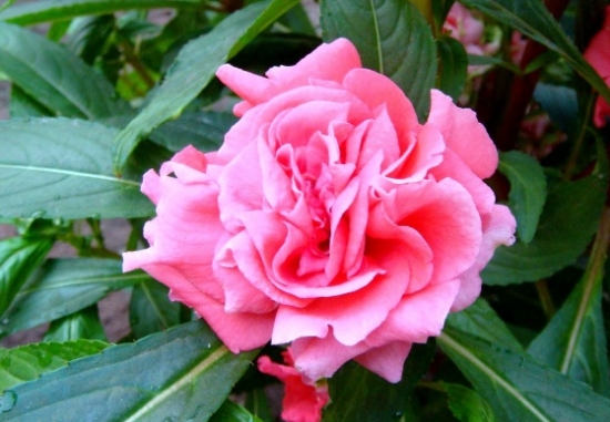 重瓣凤仙花如何栽培：生长期间应见干见湿，保持盆土湿润忌积水