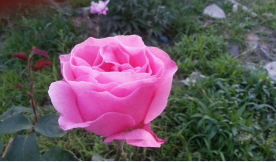 重瓣凤仙花如何栽培：生长期间应见干见湿，保持盆土湿润忌积水